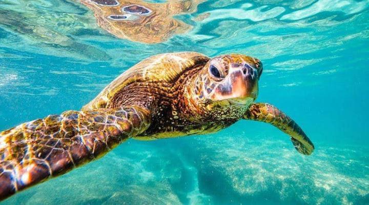 Two Fish Resort بوناكن المظهر الخارجي الصورة