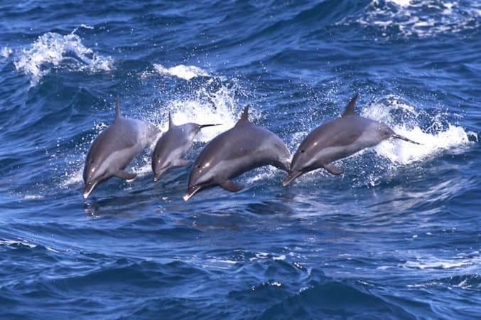 Two Fish Resort بوناكن المظهر الخارجي الصورة